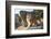 Turkey, Izmir, Selcuk, Cat in the ruins of Ephesus-Emily Wilson-Framed Photographic Print