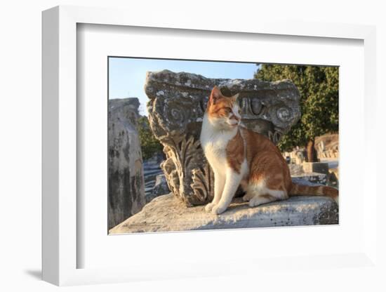 Turkey, Izmir, Selcuk, Cat in the ruins of Ephesus-Emily Wilson-Framed Photographic Print