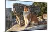 Turkey, Izmir, Selcuk, Cat in the ruins of Ephesus-Emily Wilson-Mounted Photographic Print