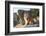 Turkey, Izmir, Selcuk, Cat in the ruins of Ephesus-Emily Wilson-Framed Photographic Print