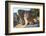 Turkey, Izmir, Selcuk, Cat in the ruins of Ephesus-Emily Wilson-Framed Photographic Print