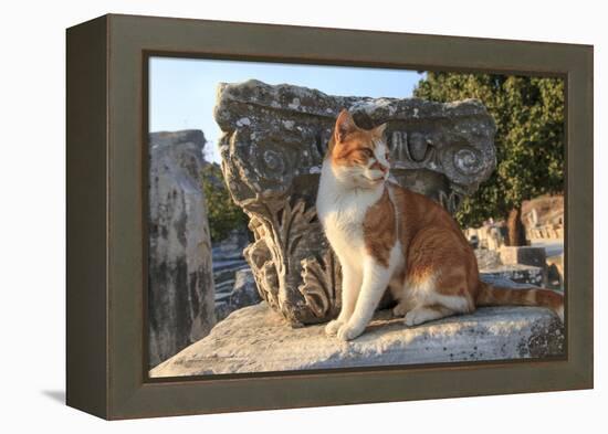 Turkey, Izmir, Selcuk, Cat in the ruins of Ephesus-Emily Wilson-Framed Premier Image Canvas