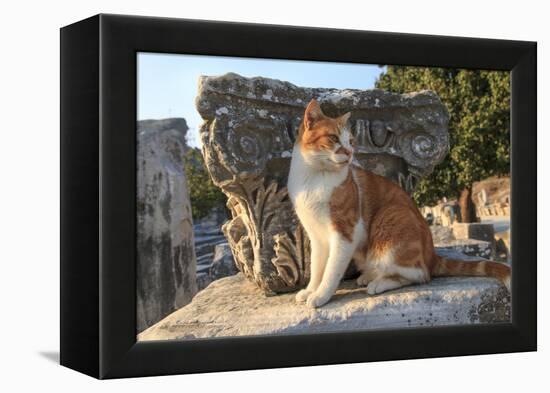 Turkey, Izmir, Selcuk, Cat in the ruins of Ephesus-Emily Wilson-Framed Premier Image Canvas