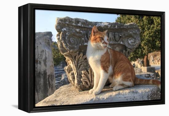 Turkey, Izmir, Selcuk, Cat in the ruins of Ephesus-Emily Wilson-Framed Premier Image Canvas