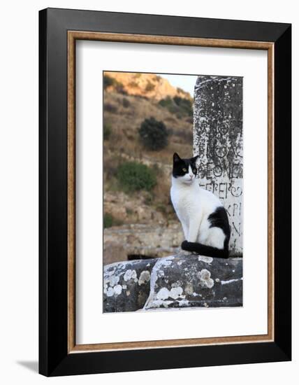 Turkey, Izmir, Selcuk. Cat sitting on ruins of Ephesus.-Emily Wilson-Framed Photographic Print
