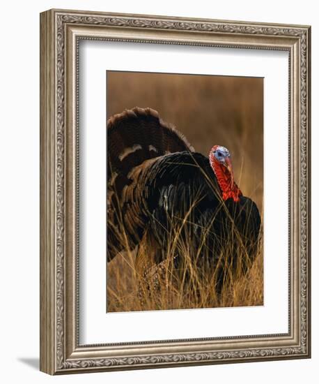 Turkey Showing Mating Display-Chase Swift-Framed Photographic Print