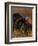 Turkey Showing Mating Display-Chase Swift-Framed Photographic Print