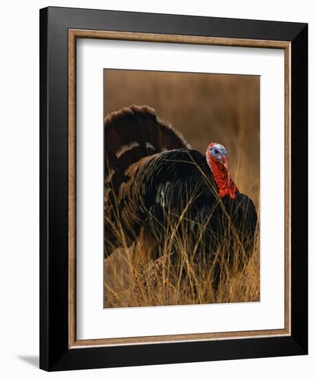 Turkey Showing Mating Display-Chase Swift-Framed Photographic Print