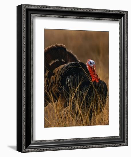 Turkey Showing Mating Display-Chase Swift-Framed Photographic Print