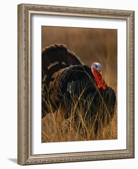 Turkey Showing Mating Display-Chase Swift-Framed Photographic Print