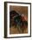 Turkey Showing Mating Display-Chase Swift-Framed Photographic Print