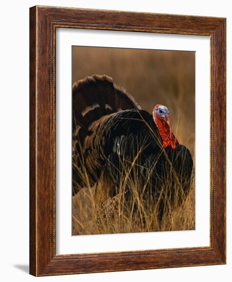 Turkey Showing Mating Display-Chase Swift-Framed Photographic Print