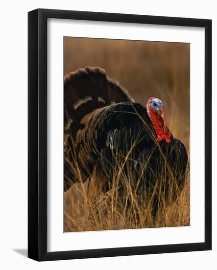 Turkey Showing Mating Display-Chase Swift-Framed Photographic Print