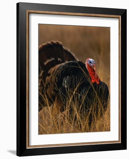 Turkey Showing Mating Display-Chase Swift-Framed Photographic Print