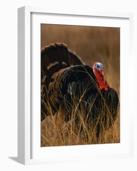 Turkey Showing Mating Display-Chase Swift-Framed Photographic Print