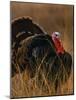 Turkey Showing Mating Display-Chase Swift-Mounted Photographic Print