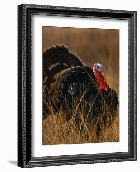 Turkey Showing Mating Display-Chase Swift-Framed Photographic Print