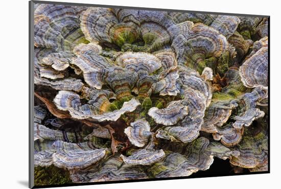 Turkey tail bracket fungi. The Parklands, Louisville, Kentucky-Adam Jones-Mounted Photographic Print