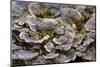 Turkey tail bracket fungi. The Parklands, Louisville, Kentucky-Adam Jones-Mounted Photographic Print