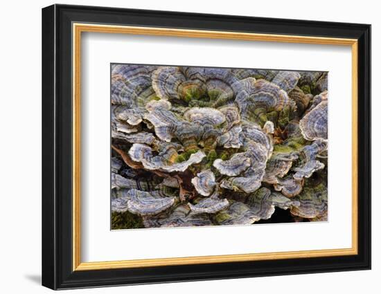 Turkey tail bracket fungi. The Parklands, Louisville, Kentucky-Adam Jones-Framed Photographic Print