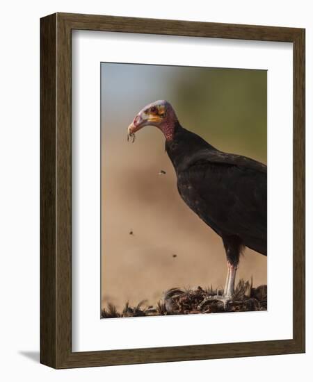Turkey Vulture (Cathartes Aura) Feeding On Roadkill With Flies In The Air, Pantanal, Brazil-Tony Heald-Framed Photographic Print