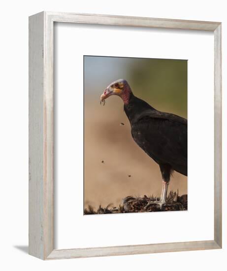 Turkey Vulture (Cathartes Aura) Feeding On Roadkill With Flies In The Air, Pantanal, Brazil-Tony Heald-Framed Photographic Print