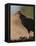Turkey Vulture (Cathartes Aura) Feeding On Roadkill With Flies In The Air, Pantanal, Brazil-Tony Heald-Framed Premier Image Canvas