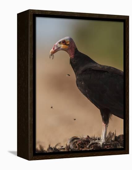 Turkey Vulture (Cathartes Aura) Feeding On Roadkill With Flies In The Air, Pantanal, Brazil-Tony Heald-Framed Premier Image Canvas