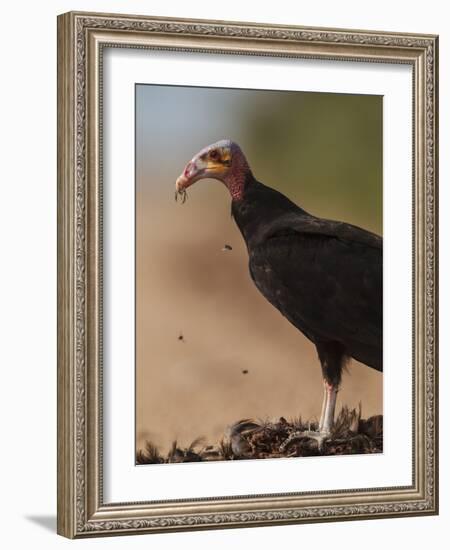 Turkey Vulture (Cathartes Aura) Feeding On Roadkill With Flies In The Air, Pantanal, Brazil-Tony Heald-Framed Photographic Print