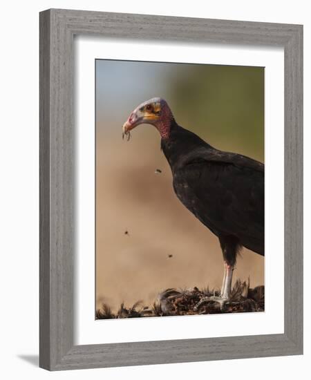 Turkey Vulture (Cathartes Aura) Feeding On Roadkill With Flies In The Air, Pantanal, Brazil-Tony Heald-Framed Photographic Print