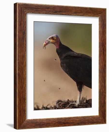 Turkey Vulture (Cathartes Aura) Feeding On Roadkill With Flies In The Air, Pantanal, Brazil-Tony Heald-Framed Photographic Print