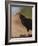 Turkey Vulture (Cathartes Aura) Feeding On Roadkill With Flies In The Air, Pantanal, Brazil-Tony Heald-Framed Photographic Print