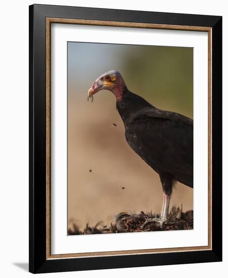 Turkey Vulture (Cathartes Aura) Feeding On Roadkill With Flies In The Air, Pantanal, Brazil-Tony Heald-Framed Photographic Print