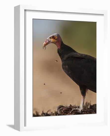 Turkey Vulture (Cathartes Aura) Feeding On Roadkill With Flies In The Air, Pantanal, Brazil-Tony Heald-Framed Photographic Print
