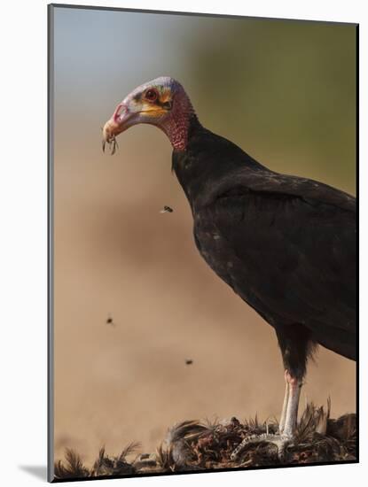 Turkey Vulture (Cathartes Aura) Feeding On Roadkill With Flies In The Air, Pantanal, Brazil-Tony Heald-Mounted Photographic Print