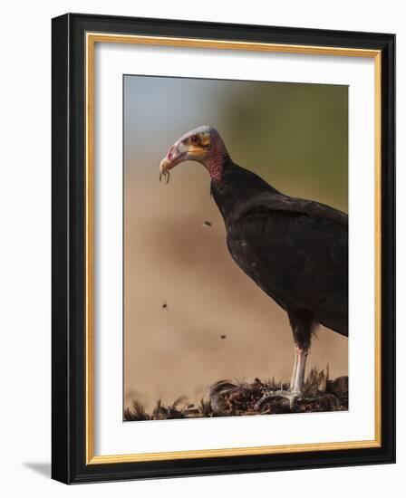 Turkey Vulture (Cathartes Aura) Feeding On Roadkill With Flies In The Air, Pantanal, Brazil-Tony Heald-Framed Photographic Print