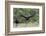 Turkey Vulture (Cathartes Aura) Landing, in Flight-Larry Ditto-Framed Photographic Print