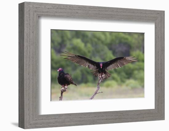 Turkey Vulture (Cathartes Aura) Landing, in Flight-Larry Ditto-Framed Photographic Print