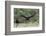 Turkey Vulture (Cathartes Aura) Landing, in Flight-Larry Ditto-Framed Photographic Print