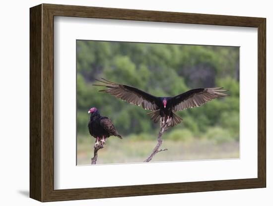 Turkey Vulture (Cathartes Aura) Landing, in Flight-Larry Ditto-Framed Photographic Print