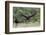 Turkey Vulture (Cathartes Aura) Landing, in Flight-Larry Ditto-Framed Photographic Print