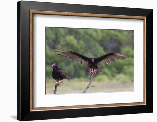 Turkey Vulture (Cathartes Aura) Landing, in Flight-Larry Ditto-Framed Photographic Print