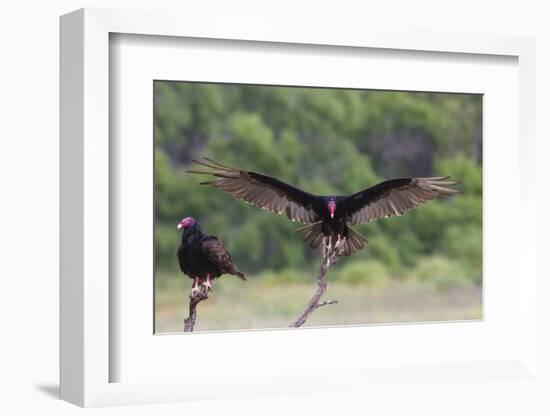 Turkey Vulture (Cathartes Aura) Landing, in Flight-Larry Ditto-Framed Photographic Print