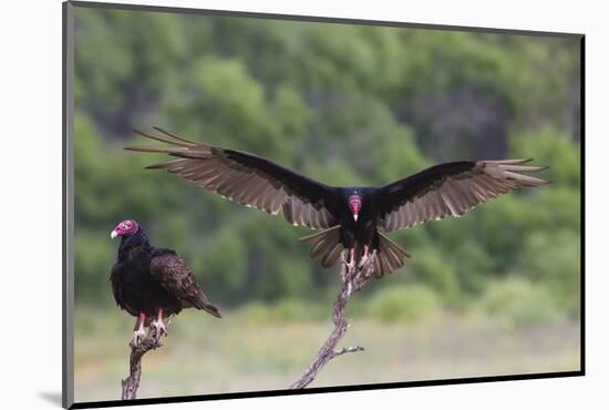 Turkey Vulture (Cathartes Aura) Landing, in Flight-Larry Ditto-Mounted Photographic Print