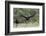 Turkey Vulture (Cathartes Aura) Landing, in Flight-Larry Ditto-Framed Photographic Print