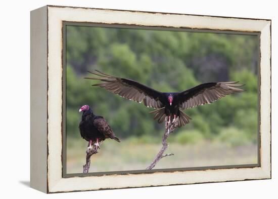 Turkey Vulture (Cathartes Aura) Landing, in Flight-Larry Ditto-Framed Premier Image Canvas