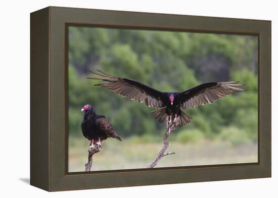 Turkey Vulture (Cathartes Aura) Landing, in Flight-Larry Ditto-Framed Premier Image Canvas