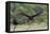Turkey Vulture (Cathartes Aura) Landing, in Flight-Larry Ditto-Framed Premier Image Canvas