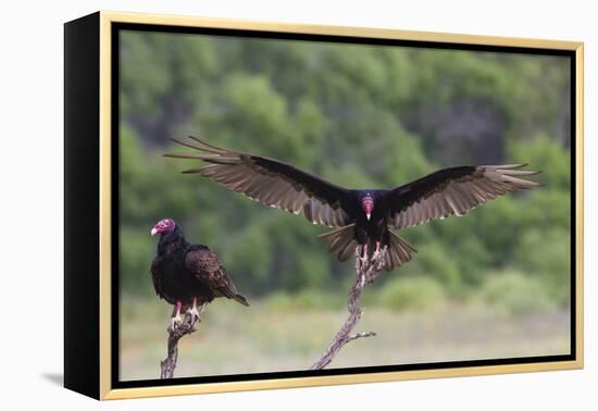 Turkey Vulture (Cathartes Aura) Landing, in Flight-Larry Ditto-Framed Premier Image Canvas