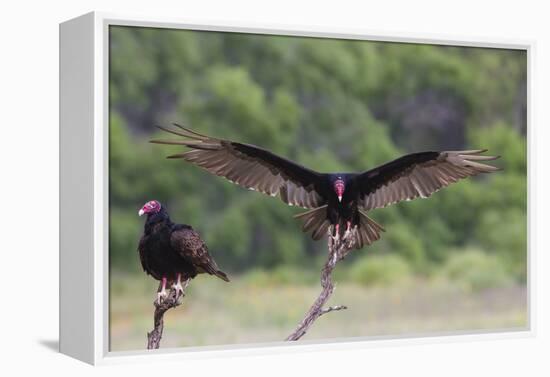 Turkey Vulture (Cathartes Aura) Landing, in Flight-Larry Ditto-Framed Premier Image Canvas